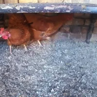 مرغ خانگی وتخمی