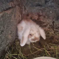 بچه لوپ مینیاتوری