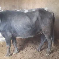 گامیش با گوساله ماده