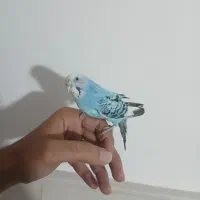 یک عدد مرغ عشق