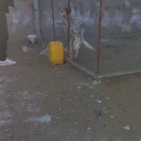 سگ پاکوتاه نگهبان آدمی