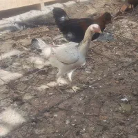 لاری.اوردک شوروی .خروس ابریشمی .قو غاز|حیوانات مزرعه|ارومیه, |دیوار