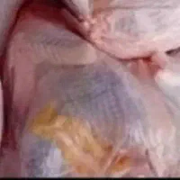 مرغ محلی دورگه