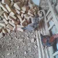 ج لاری|حیوانات مزرعه|کنگاور, |دیوار