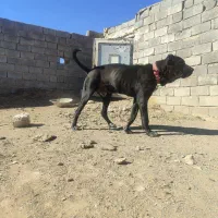 توله ده ماه