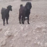 دوعدد کهره|حیوانات مزرعه|داراب, |دیوار