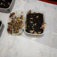 فروش حلزون اچاتینا آلبیون