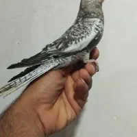 جوجه عروس هلندی دانخور|پرنده|دزفول, |دیوار