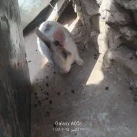 خرگوش ماده سالم سرحال|موش و خرگوش|تربت جام, مطهری|دیوار