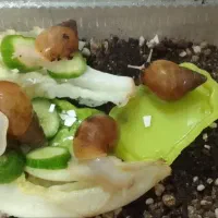 حلزون|خزنده|اهواز, کوی مهدیس|دیوار