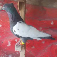 چارتا سینه باهم|پرنده|شیراز, شیشه‌گری|دیوار