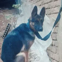 سگ ژمن پا خرگوشی