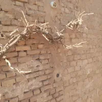 اصلاح میم انگور و کولش باغچه|خدمات باغبانی و درختکاری|کاشمر, |دیوار