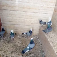 ۷ عدد شازده سبز|پرنده|اردکان, |دیوار