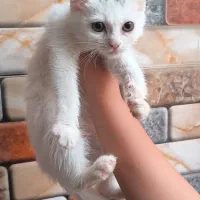 گربه|گربه|کاشان, کارگر|دیوار