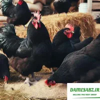 خروس سیاه مرغ