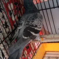 دوبر ماده|پرنده|اردبیل, |دیوار