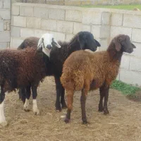 3عددتوقلی و3عددبزغاله ماده گوسفند