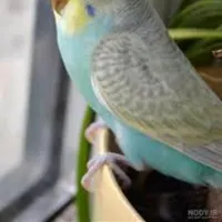 مرغ عشق گمشده