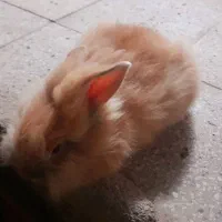 خرگوش لوپ طلایی جفت|موش و خرگوش|خواف, |دیوار