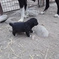 واگذاری|سگ|سراب, |دیوار