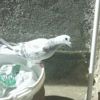 کفتر|حیوانات مزرعه|مشهد, شهرک امام سجاد|دیوار