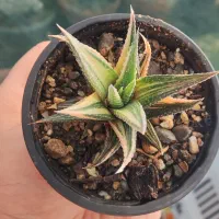 کاکتوس هاورتیا آگاو آستریاس آستروفیتوم آلوئه