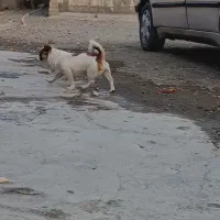 سگ بازیگوش|سگ|بیلوار, |دیوار