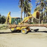 نخل تنه دار سه متر تا 15متر|خدمات باغبانی و درختکاری|کاشان, بازار کاشان|دیوار