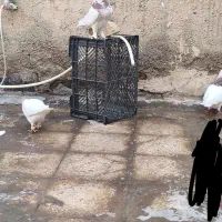 طوقی ،ماده