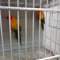 جفت خورشیدی سانکانور تازه بالغ