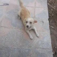 سگ پاکوتاه