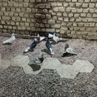 8عدد کبوتر