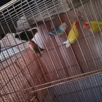 طوطی برزیلی وعروس هلندی|پرنده|بیرجند, |دیوار