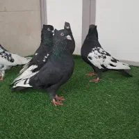 ۶تاسینه سیاه پرشی