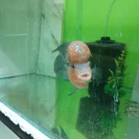 ماهی زینتی فروشیامون