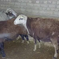 میش یه بره زا با ۳ تا بره غزل