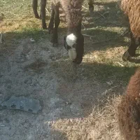 میش و بره|حیوانات مزرعه|قم, بوستان جوان|دیوار