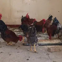 خروس محلی