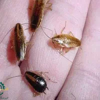 طعمه سوسک ریز