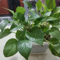 چند عدد گل|گل و گیاه طبیعی|کرمانشاه, |دیوار