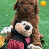 توی پودل اصیل با تضمین اصالت نژاد|سگ|رشت, لاکانی|دیوار