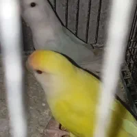 طوطی|پرنده|جهرم, |دیوار