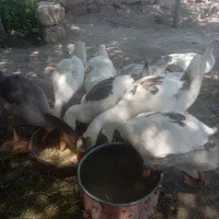 فروش غاز قوغاز جوجه غاز|حیوانات مزرعه|کرج, برغان|دیوار