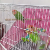 کوتوله بریزیلی خوش رنگ جوجه پارسالی