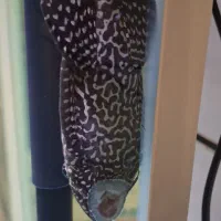 اکواریوم خانگی|ماهی|عنبرآباد, |دیوار