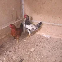 فروش  مرغ و خروس ۵ ماهه