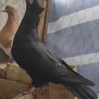 کبوتر زاغ آبادانی