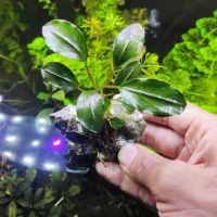 گیاه بوسفلاندیا|ماهی|بندرعباس, |دیوار