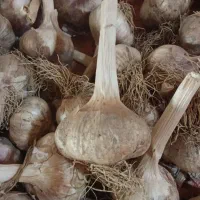 سیرخشک محلی ، سالم و یکدست